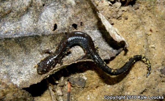 Eastern Red-backed Salamander (Plethodon cinereus)