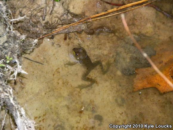 Northern Green Frog (Lithobates clamitans melanota)