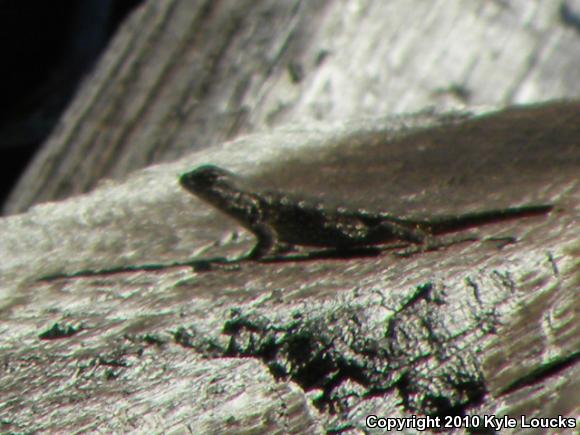 Eastern Fence Lizard (Sceloporus undulatus)