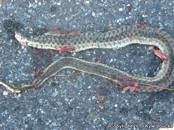 Eastern Gartersnake (Thamnophis sirtalis sirtalis)