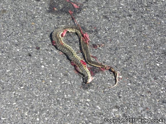 Eastern Gartersnake (Thamnophis sirtalis sirtalis)