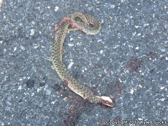 Eastern Gartersnake (Thamnophis sirtalis sirtalis)