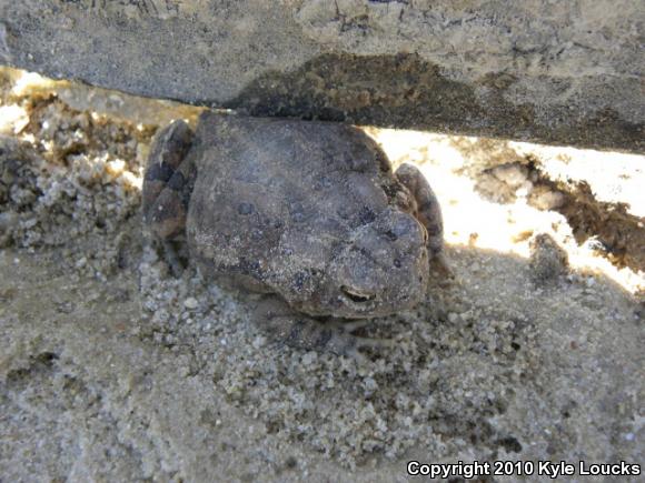 Fowler's Toad (Anaxyrus fowleri)