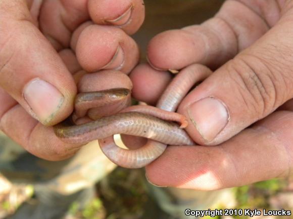 Eastern Wormsnake (Carphophis amoenus amoenus)