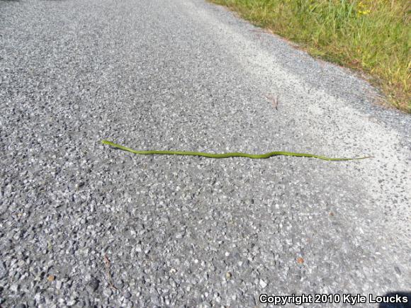 Northern Rough Greensnake (Opheodrys aestivus aestivus)