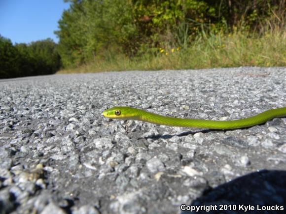 Northern Rough Greensnake (Opheodrys aestivus aestivus)