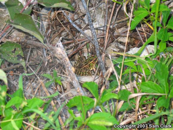 Northern Leopard Frog (Lithobates pipiens)