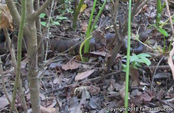 Cottonmouth (Agkistrodon piscivorus)