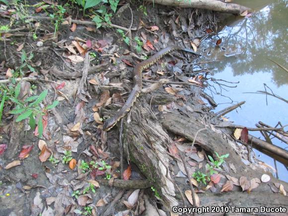 Cottonmouth (Agkistrodon piscivorus)