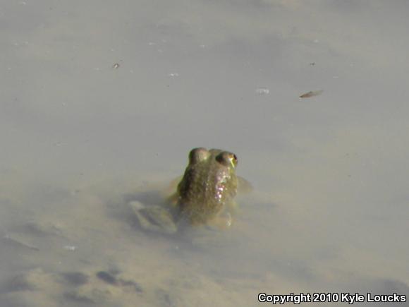 American Bullfrog (Lithobates catesbeianus)