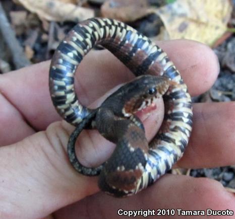 Southern Watersnake (Nerodia fasciata)