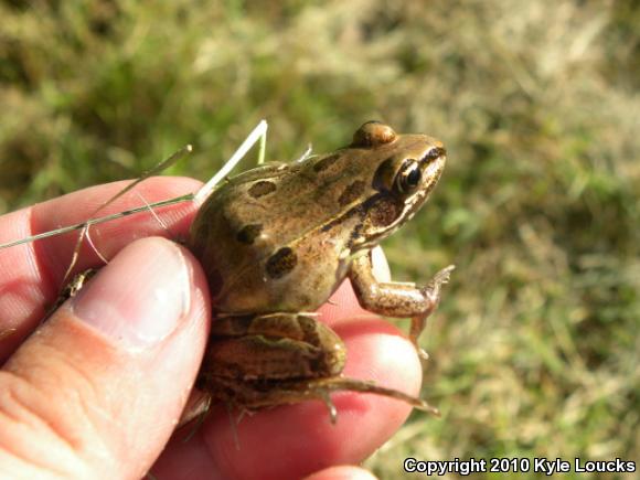 Atlantic Coast Leopard Frog (Lithobates kauffeldi)