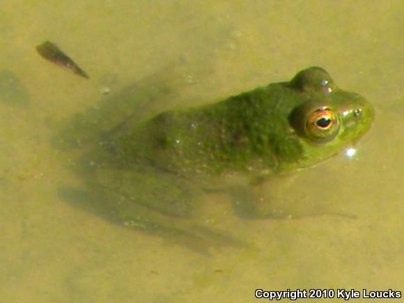 American Bullfrog (Lithobates catesbeianus)