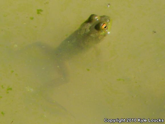 American Bullfrog (Lithobates catesbeianus)