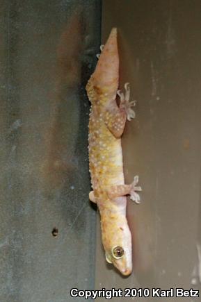 Mediterranean House Gecko (Hemidactylus turcicus)