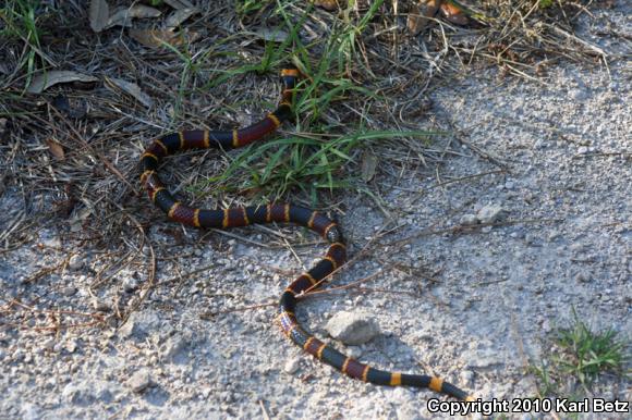 Eastern Coral Snake (Micrurus fulvius)