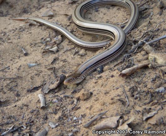 Western Slender Glass Lizard (Ophisaurus attenuatus attenuatus)