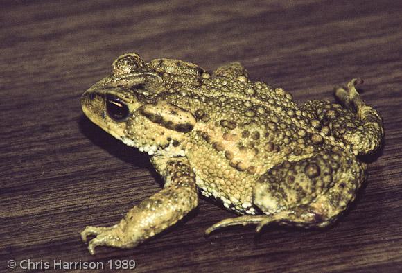 Bocourt's Toad (Ollotis bocourti)