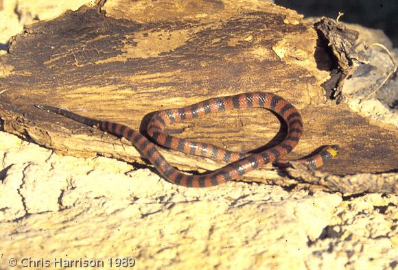 Spotted-nose Coralsnake (Micrurus diastema apiatus)