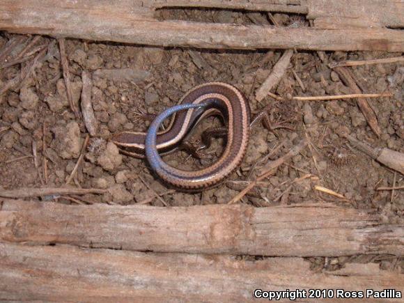 Western Skink (Plestiodon skiltonianus skiltonianus)