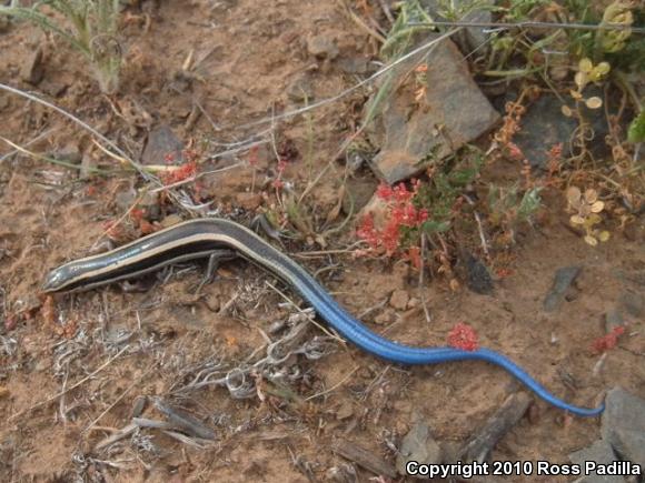 Western Skink (Plestiodon skiltonianus skiltonianus)