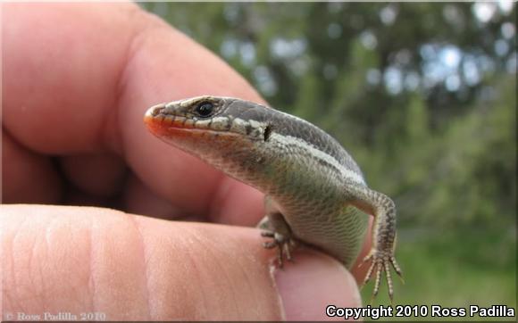 Western Skink (Plestiodon skiltonianus skiltonianus)