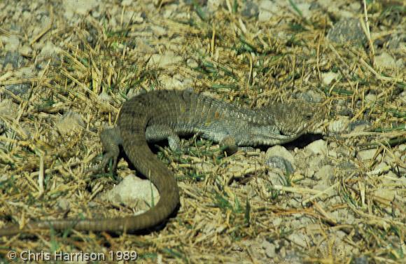 Red-lipped Arboreal Alligator Lizard (Abronia lythrochila)