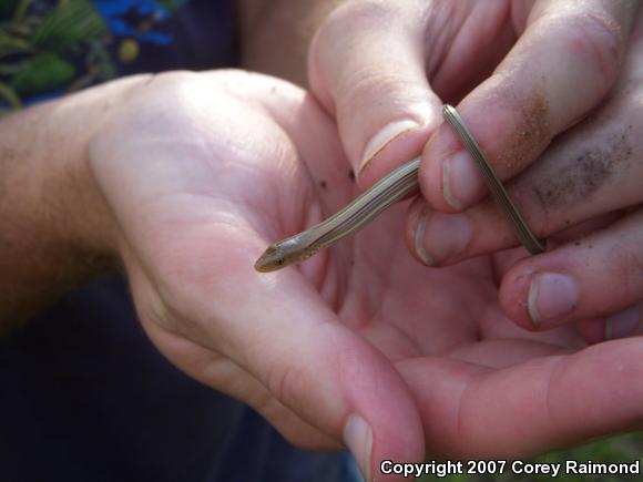 Western Slender Glass Lizard (Ophisaurus attenuatus attenuatus)