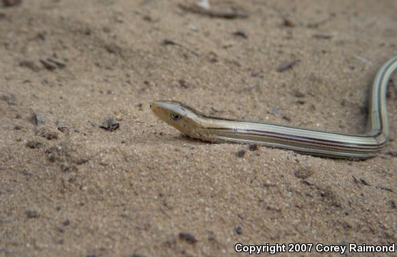 Western Slender Glass Lizard (Ophisaurus attenuatus attenuatus)