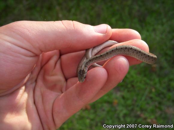 Dekay's Brownsnake (Storeria dekayi)