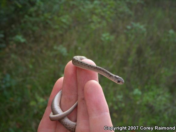 Dekay's Brownsnake (Storeria dekayi)