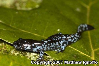 Blue-spotted Salamander (Ambystoma laterale)