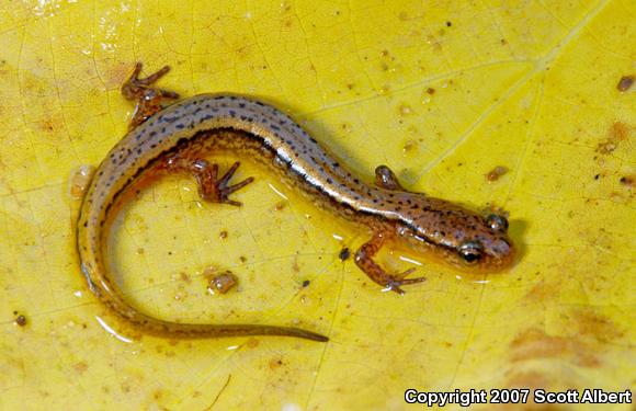 Southern Two-lined Salamander (Eurycea cirrigera)