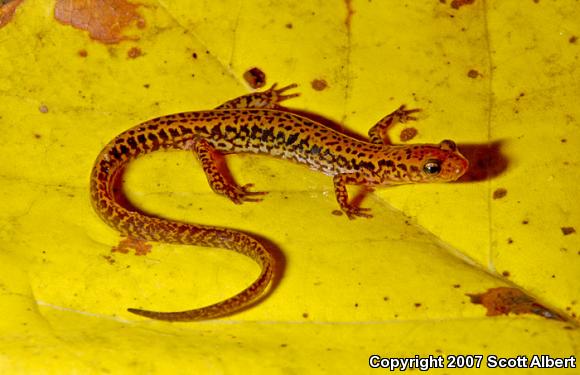 Long-tailed Salamander (Eurycea longicauda longicauda)