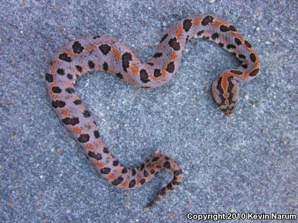 Western Pigmy Rattlesnake (Sistrurus miliarius streckeri)