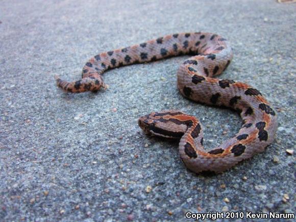 Western Pigmy Rattlesnake (Sistrurus miliarius streckeri)