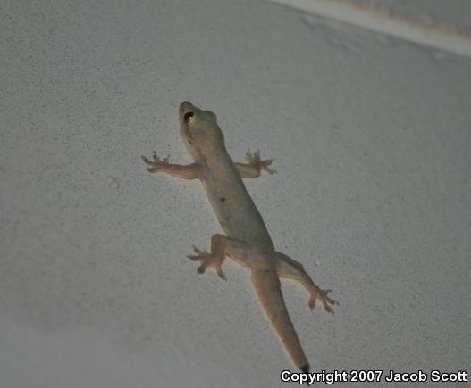 Flat-tailed House Gecko (Cosymbotus platyurus)