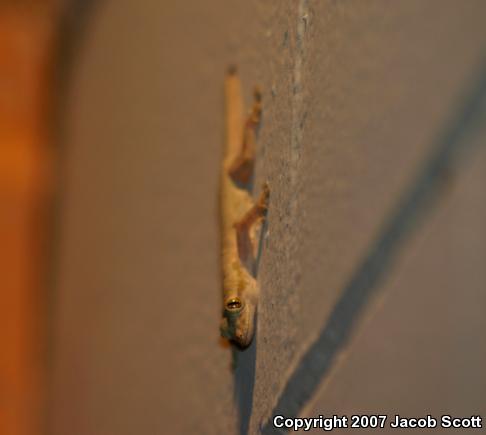 Flat-tailed House Gecko (Cosymbotus platyurus)