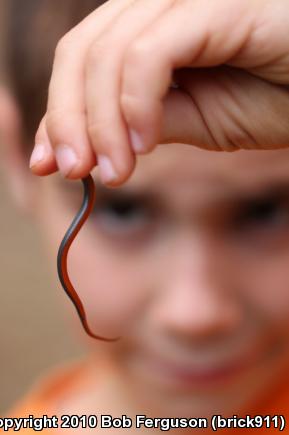 Northern Red-bellied Snake (Storeria occipitomaculata occipitomaculata)