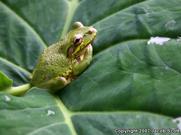 Cuban Treefrog (Osteopilus septentrionalis)