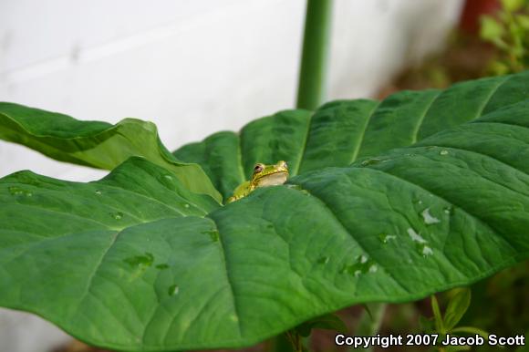 Cuban Treefrog (Osteopilus septentrionalis)