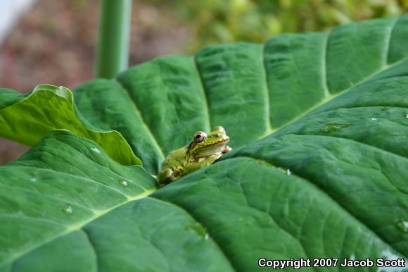 Cuban Treefrog (Osteopilus septentrionalis)