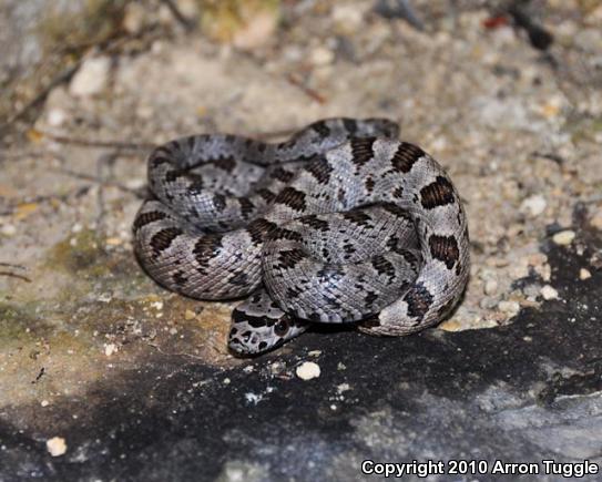 Baird's Ratsnake (Pantherophis bairdi)