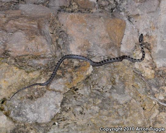 Baird's Ratsnake (Pantherophis bairdi)