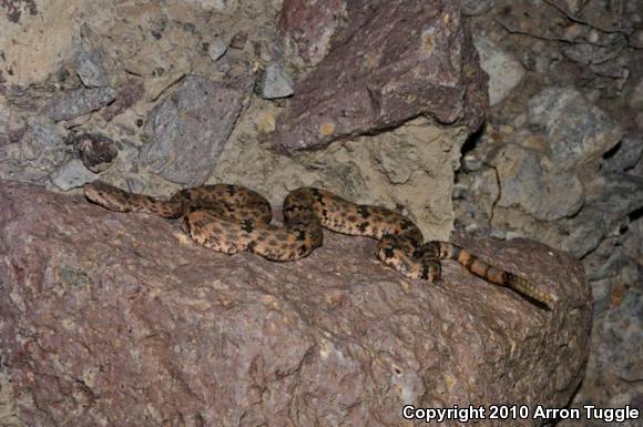 Mottled Rock Rattlesnake (Crotalus lepidus lepidus)