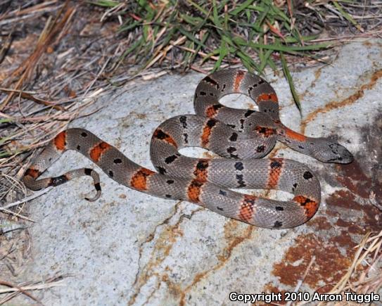 Gray-banded Kingsnake (Lampropeltis alterna)