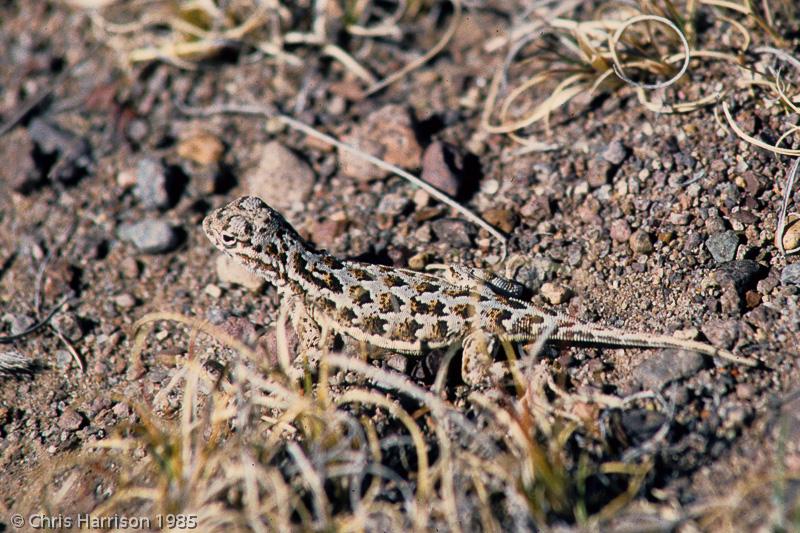 Speckled Earless Lizard (Holbrookia approximans)