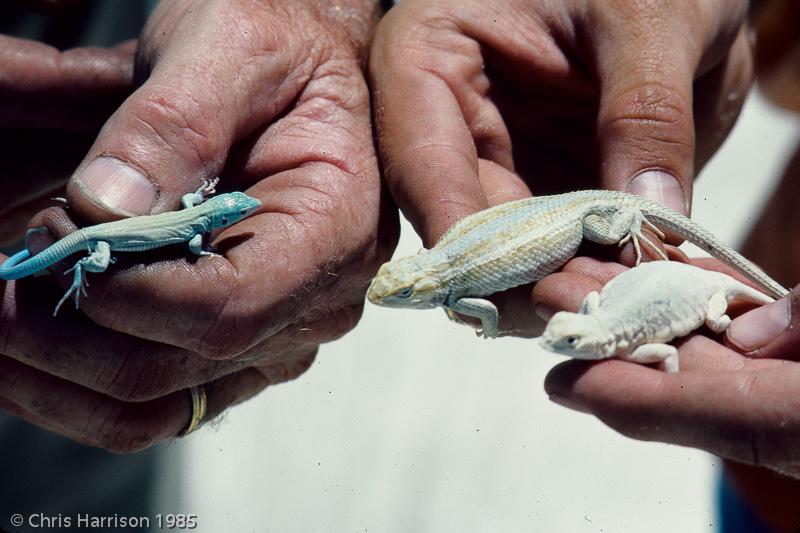 Bleached Earless Lizard (Holbrookia maculata ruthveni)