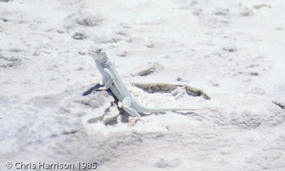 Bleached Earless Lizard (Holbrookia maculata ruthveni)