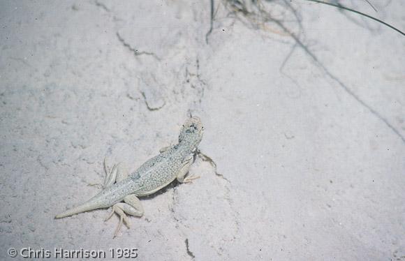 Bleached Earless Lizard (Holbrookia maculata ruthveni)